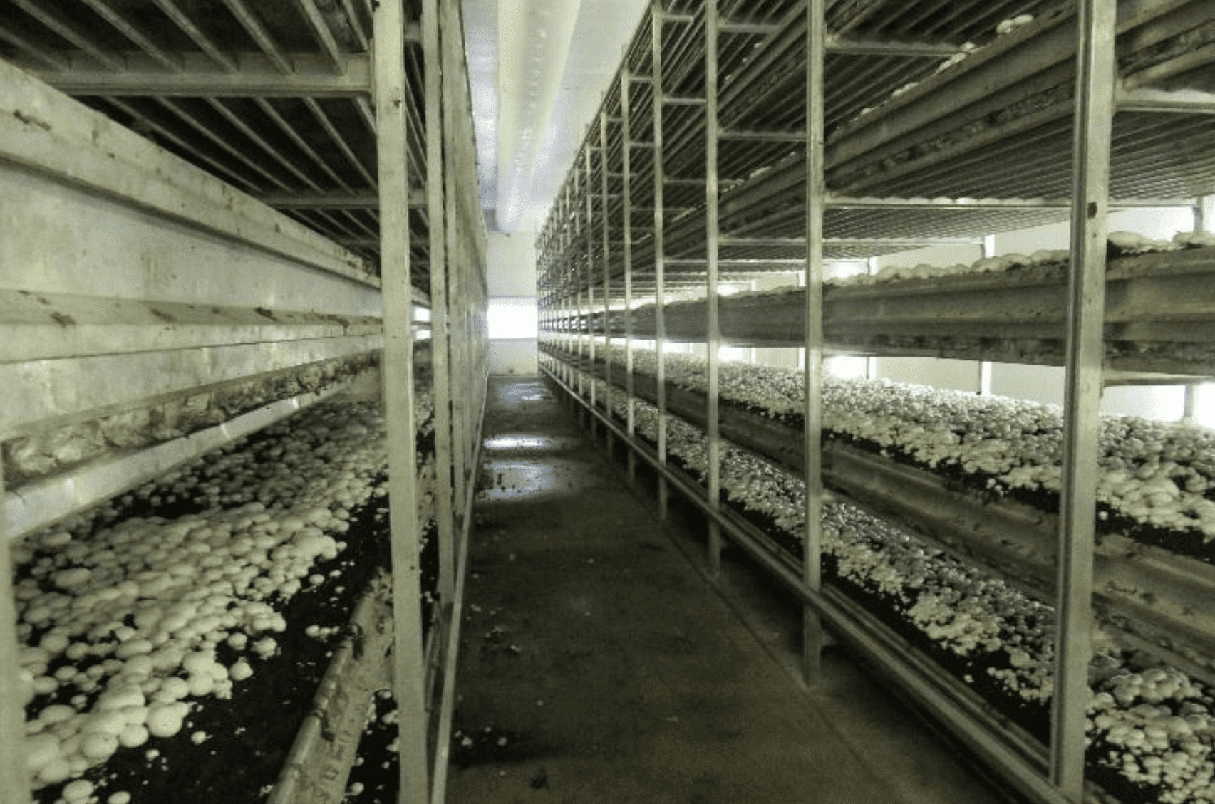 Mushroom Compost Q&A Pasa Sustainable Agriculture