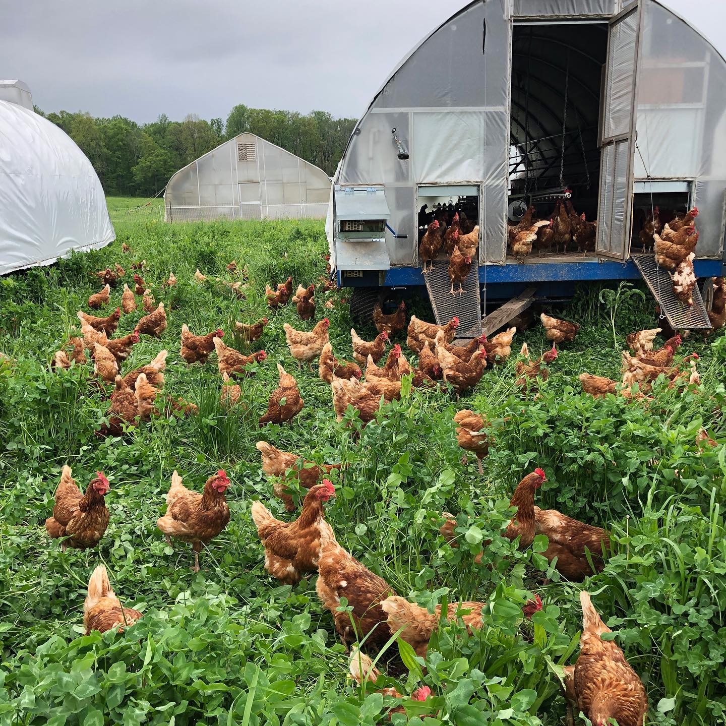 Raising Organic Pastured Poultry Pasa Sustainable Agriculture 