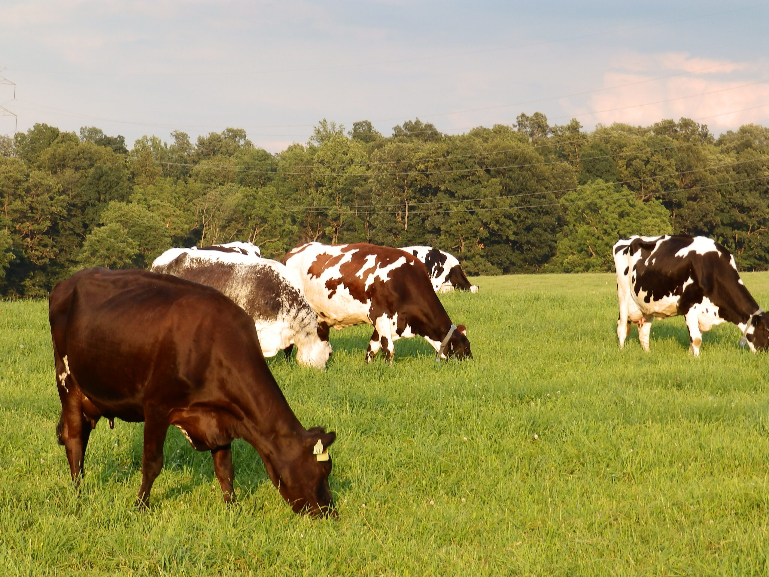 Transition To Grazing | Pasa Sustainable Agriculture