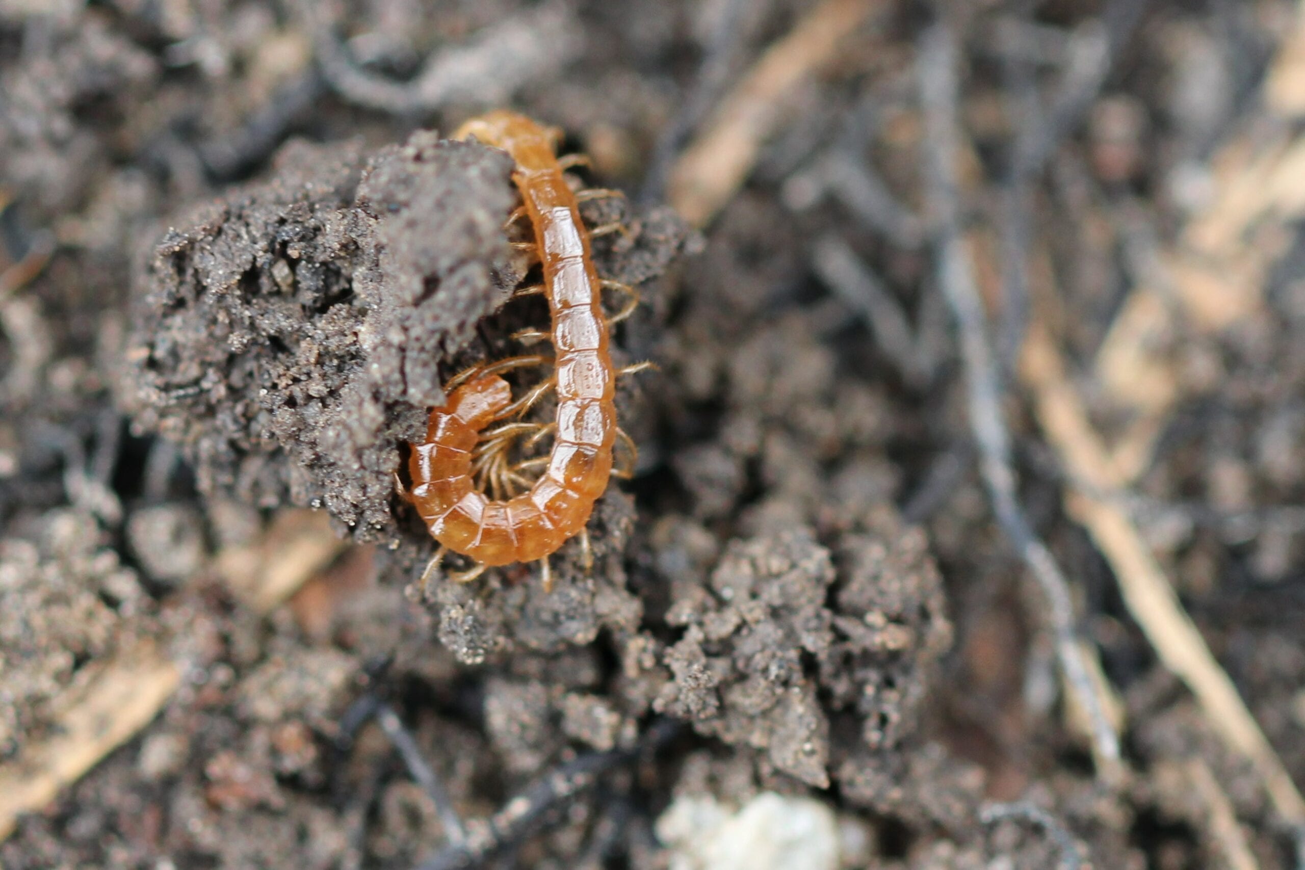 Farming with Soil Life: Soil Invertebrates + Measures of Soil Health - Pasa  Sustainable Agriculture