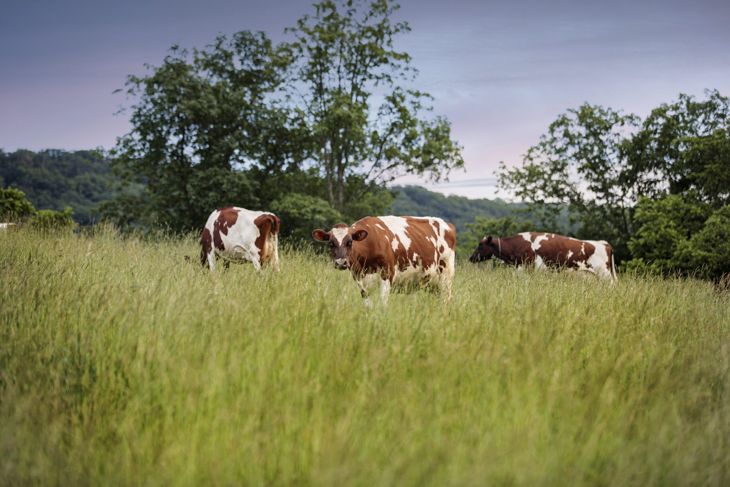 Dairy Grazing Apprenticeship Pasa Sustainable Agriculture