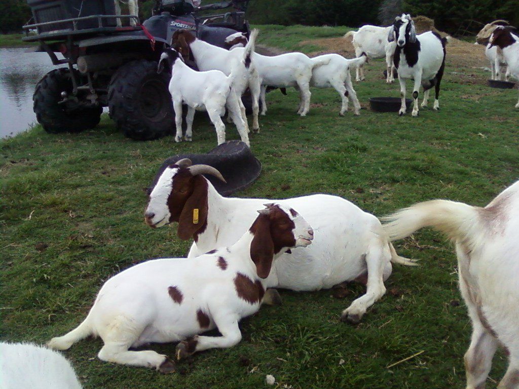 Order your healthy Boer Goats with us today at carter Farm..
