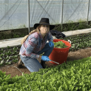a farmer wearing a mask during covid-19 pandemic harvests salad mix