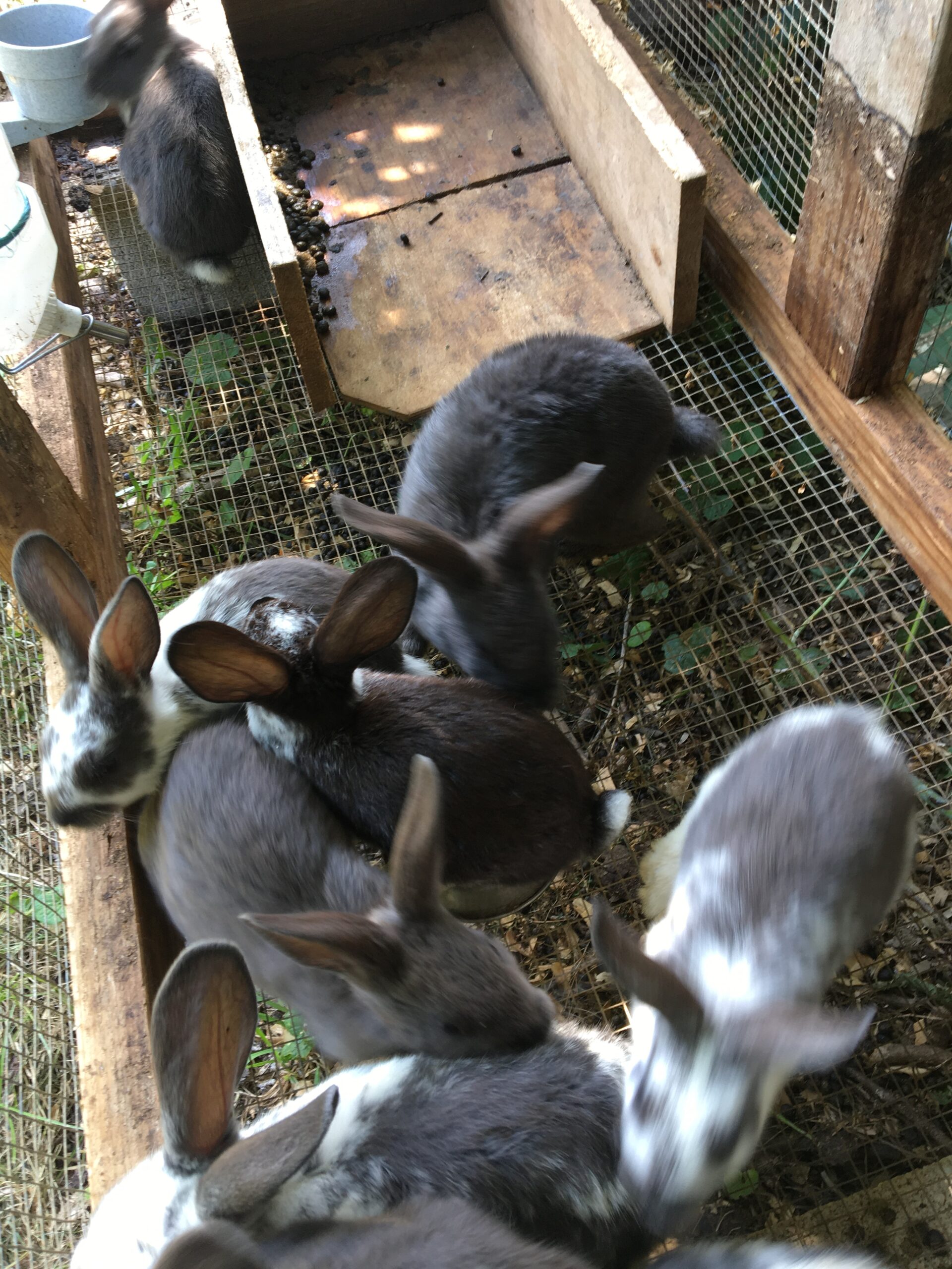 New Zealand rabbits and bunnies