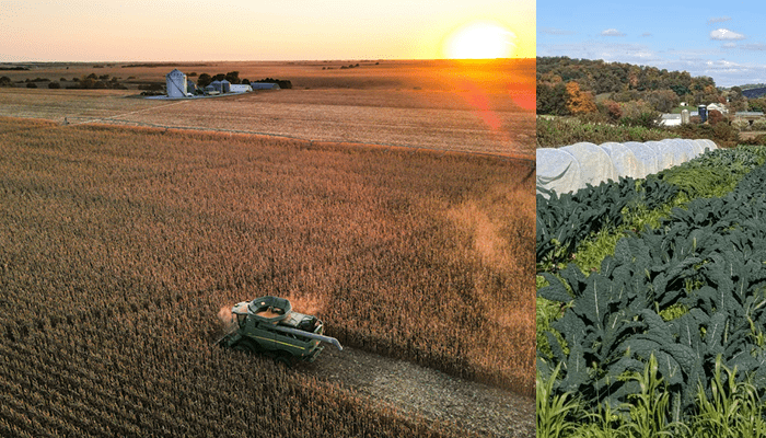 Corn header harvesting in the middle of a large-scale industrial corn field during sunset, juxtaposed with a small farm growing kale and utilizing row covers.