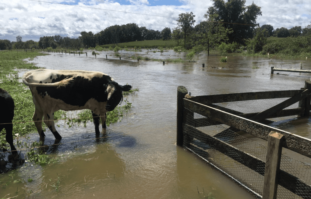 A cow stands with its hooves covered in water in a flooded field at Willow Run Farmstead, where the impact of the changing climate is hard to ignore.