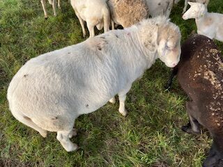 Experienced Katahdin breeding ram for sale