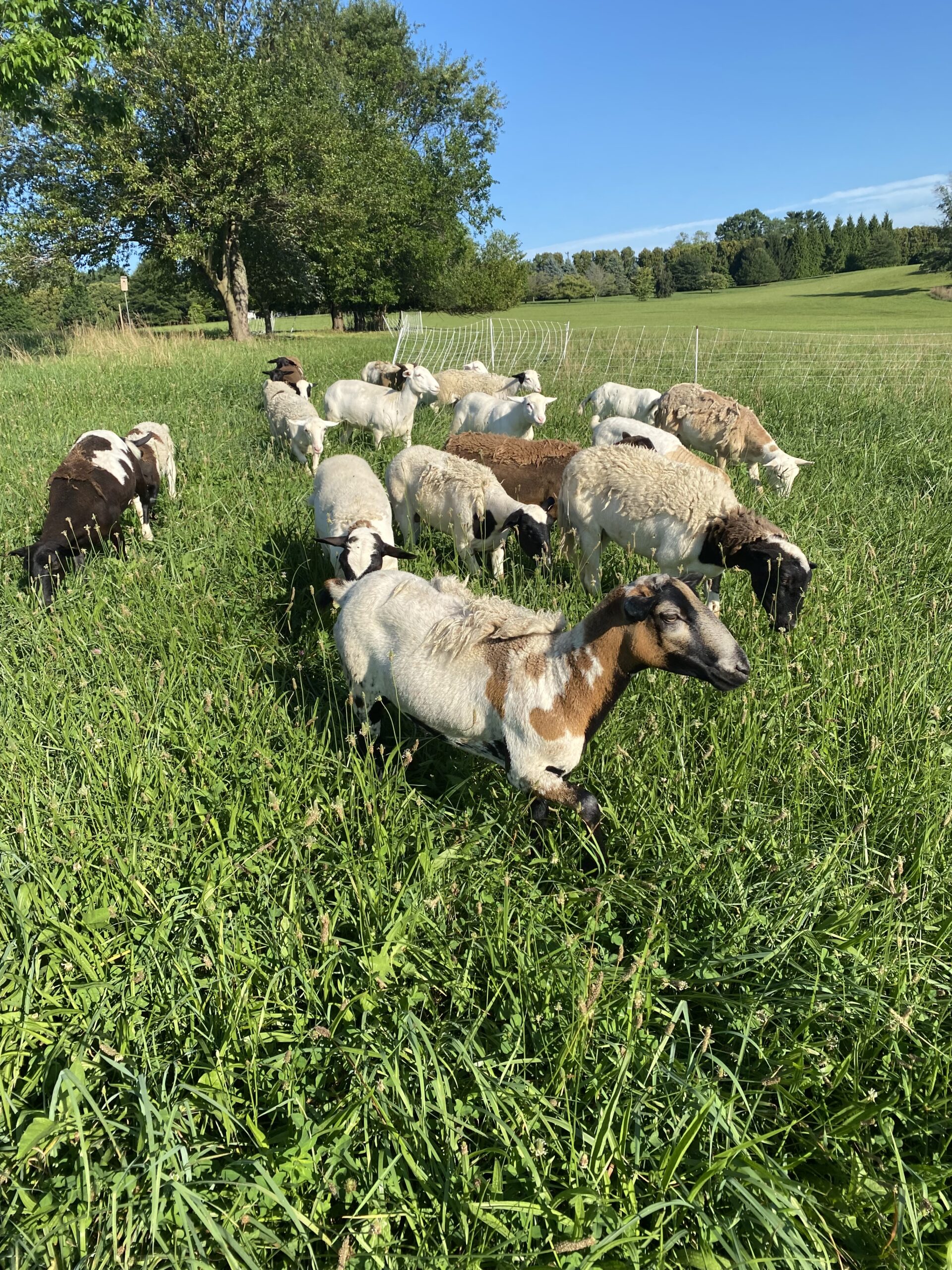 Katahdin/Dorper Ewes and Wethers for Sale