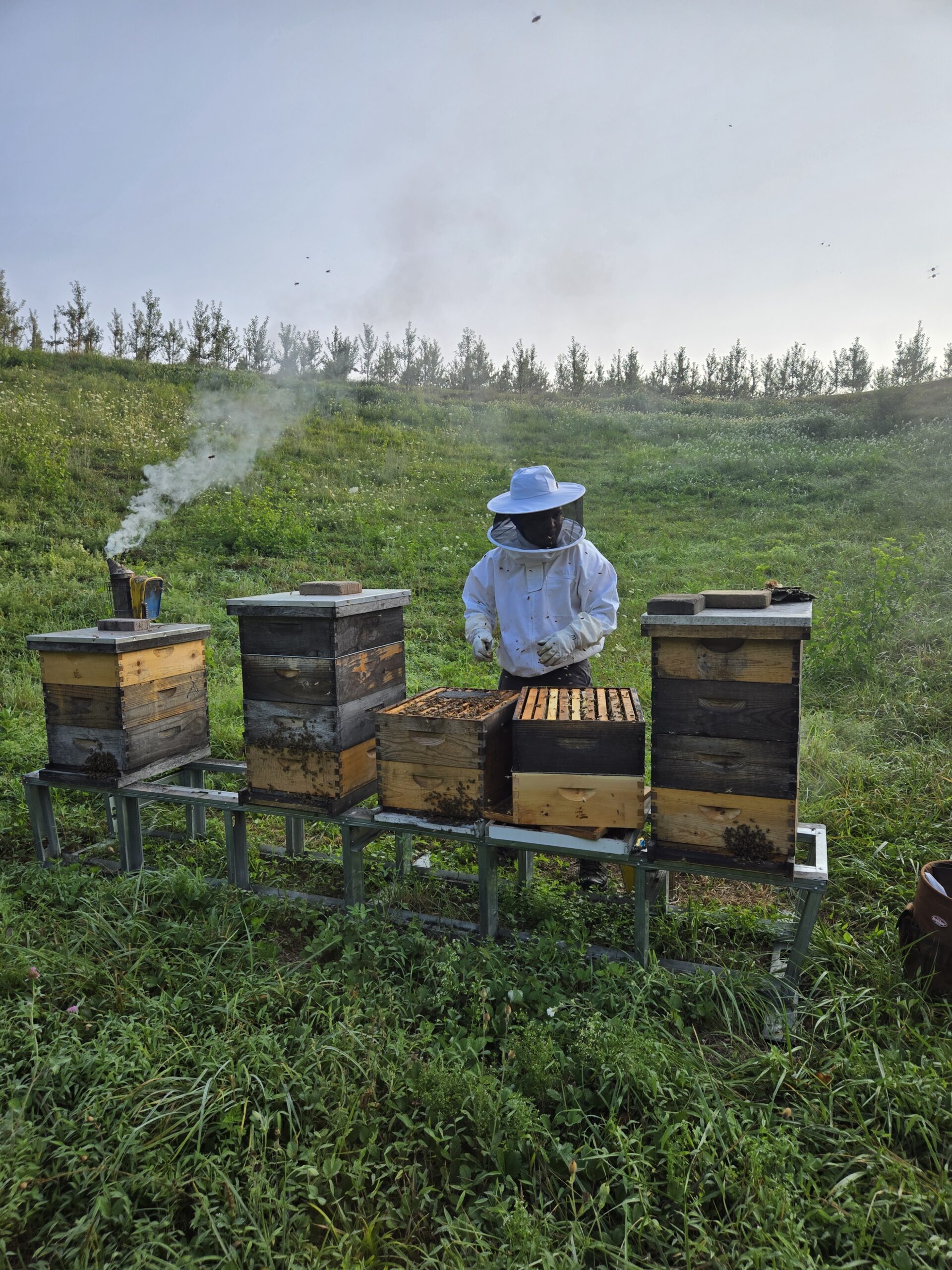 A person in a beekeeping suit tends to hives in a field.