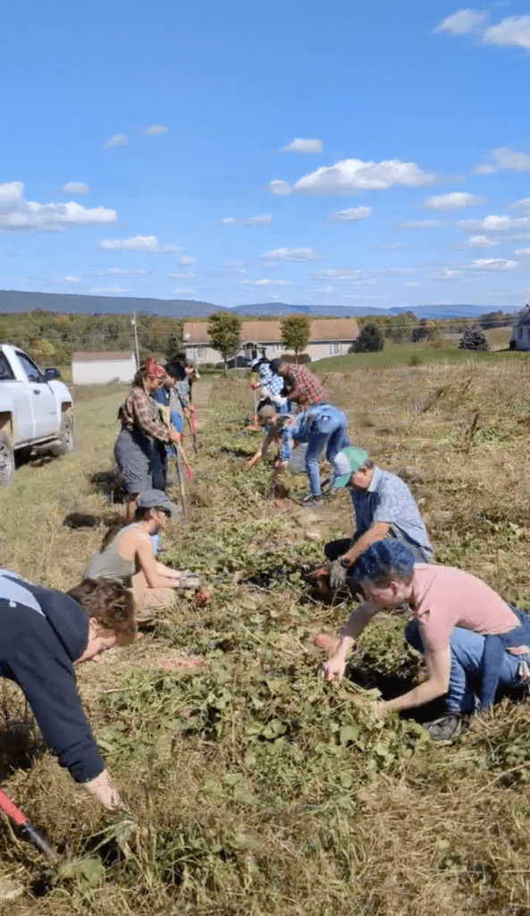 Apprentices, pre-apprentices, graduates, and mentor farmers harvest sweet potatoes in a field.