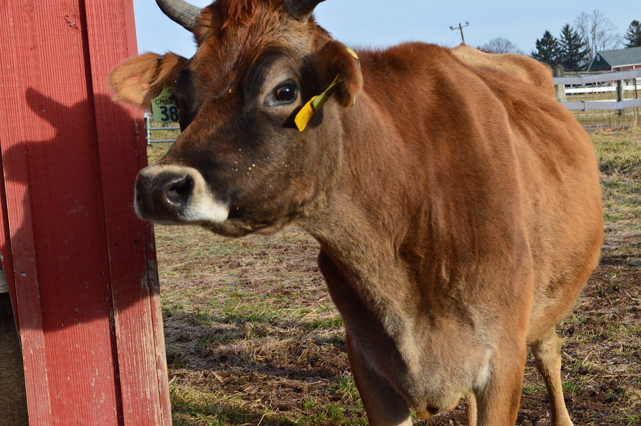 6 month Dairy Herdmanship manangement opportunity at Flint Hill Farm Educational Center