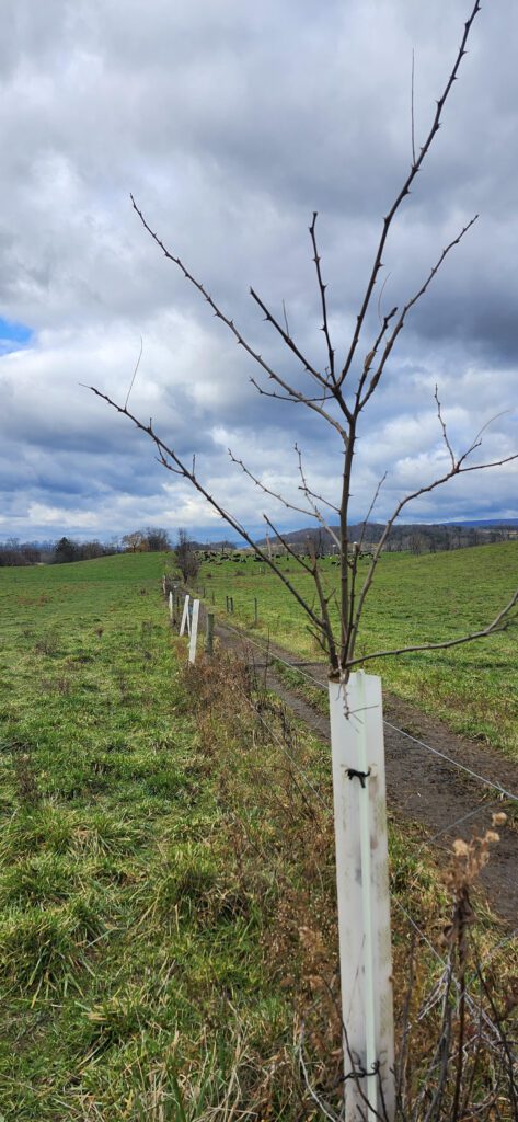 Agroforestry plantings line a pasture. The young trees are protected by tubes and fencing.