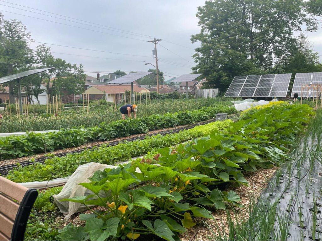 A farmer bends forward over a row of vegetables on a small urban farm. Solar panels line the perimeter of the farm and houses are visible in the background