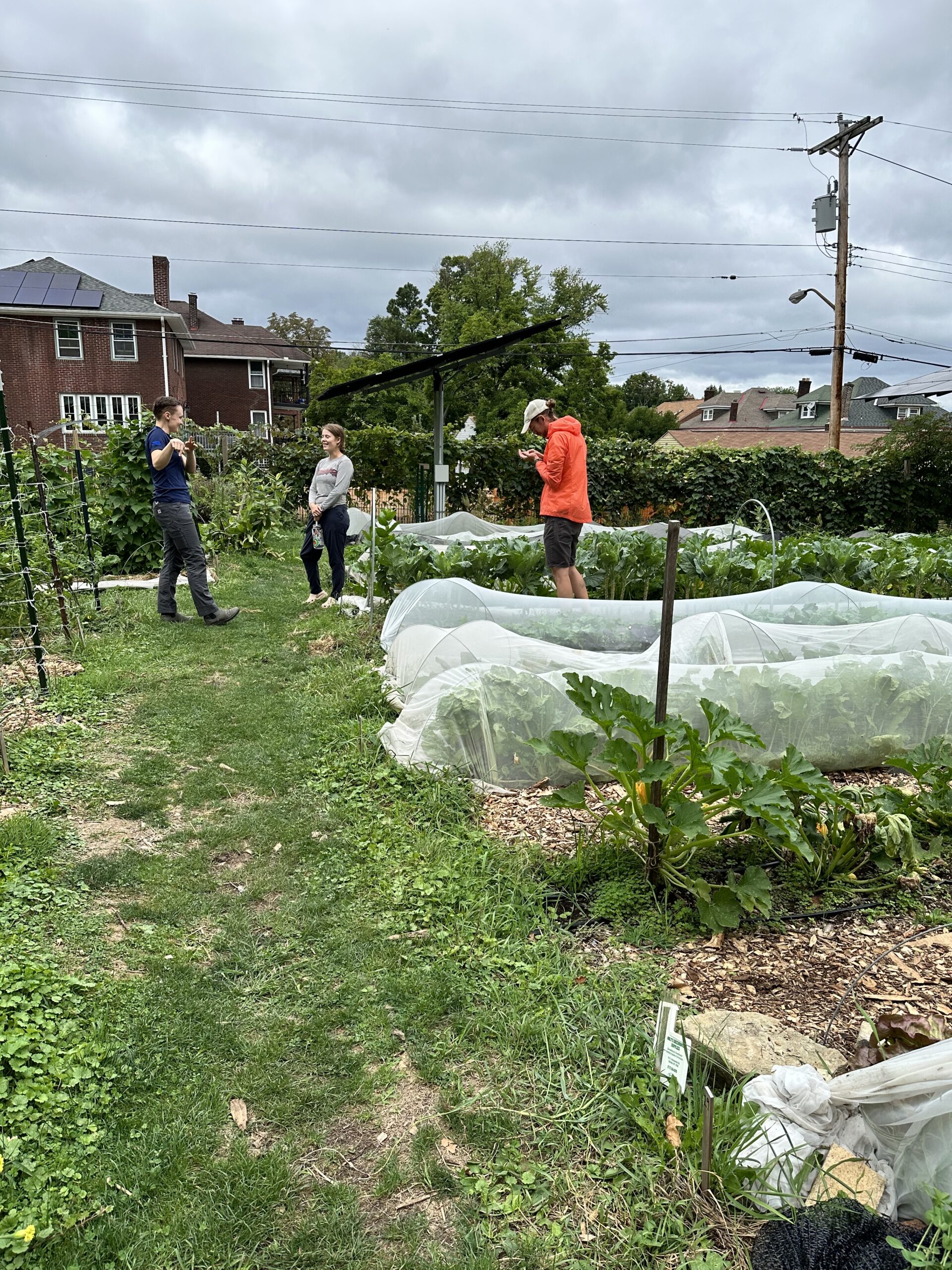 Two people are engaged in conversation standing next to rows of vegetables at a small urban farm. Another person takes notes. In the foreground woodchip mulch is visible between rows of vegeables. 