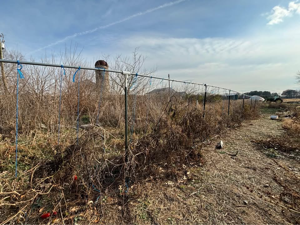 Tomato/Cuke Trellising System for Sale