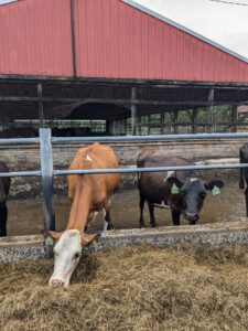 A cow munches on hay in front of a large barn