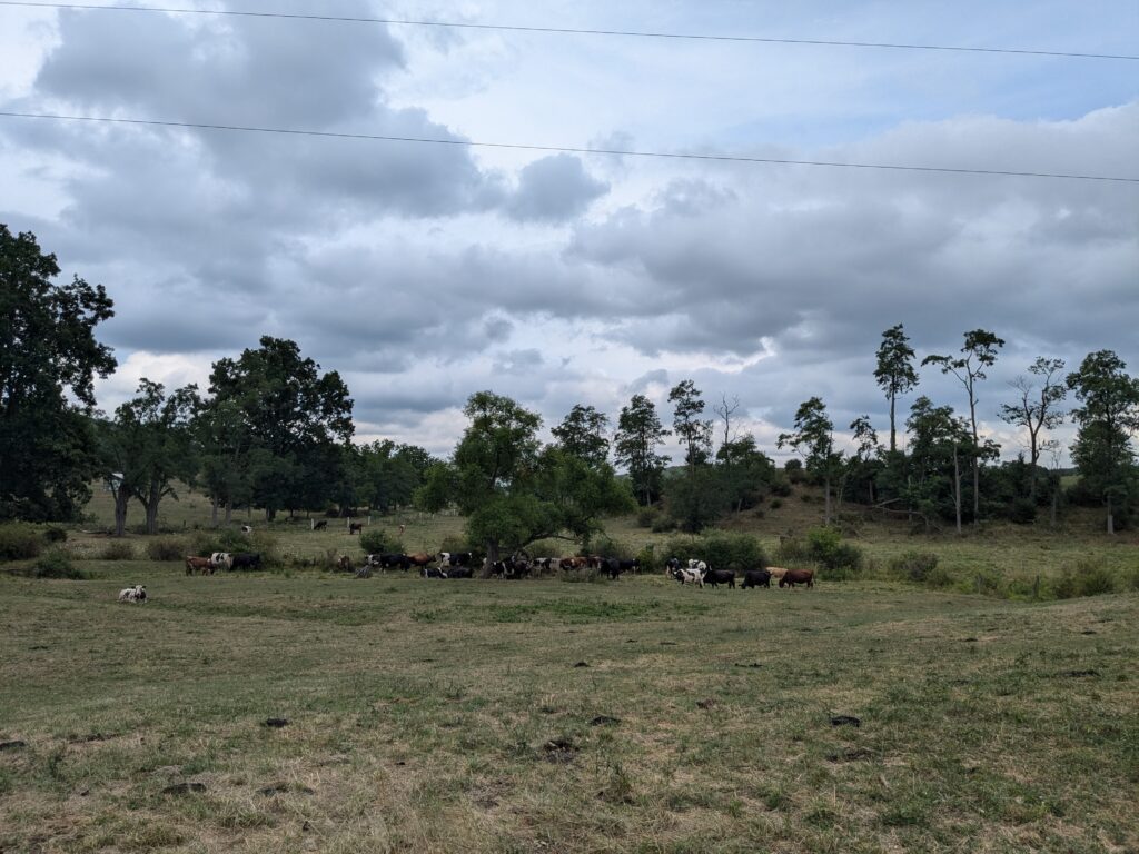 Cows graze in a pasture lined with large trees