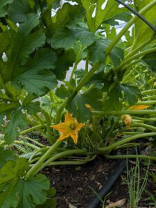 A flowering squash plant. 