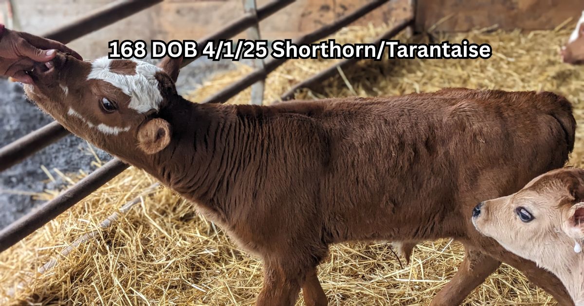 Calves for sale from a seasonal grass dairy