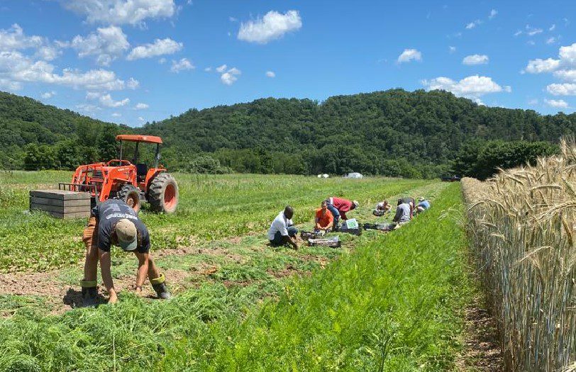 New Morning Farm Organic Vegetable Grower Apprenticeship